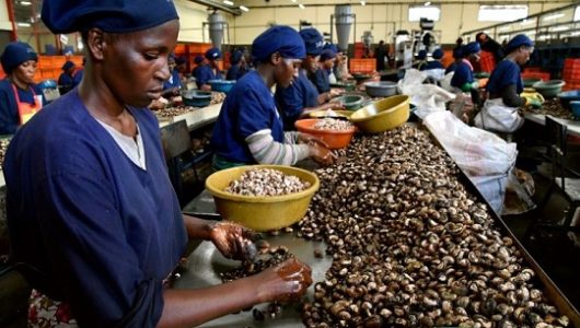 cashew_2 cashew_2
