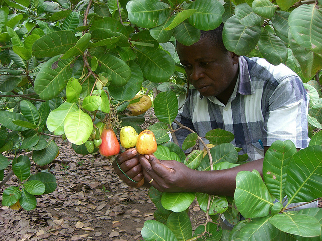 cashew producers