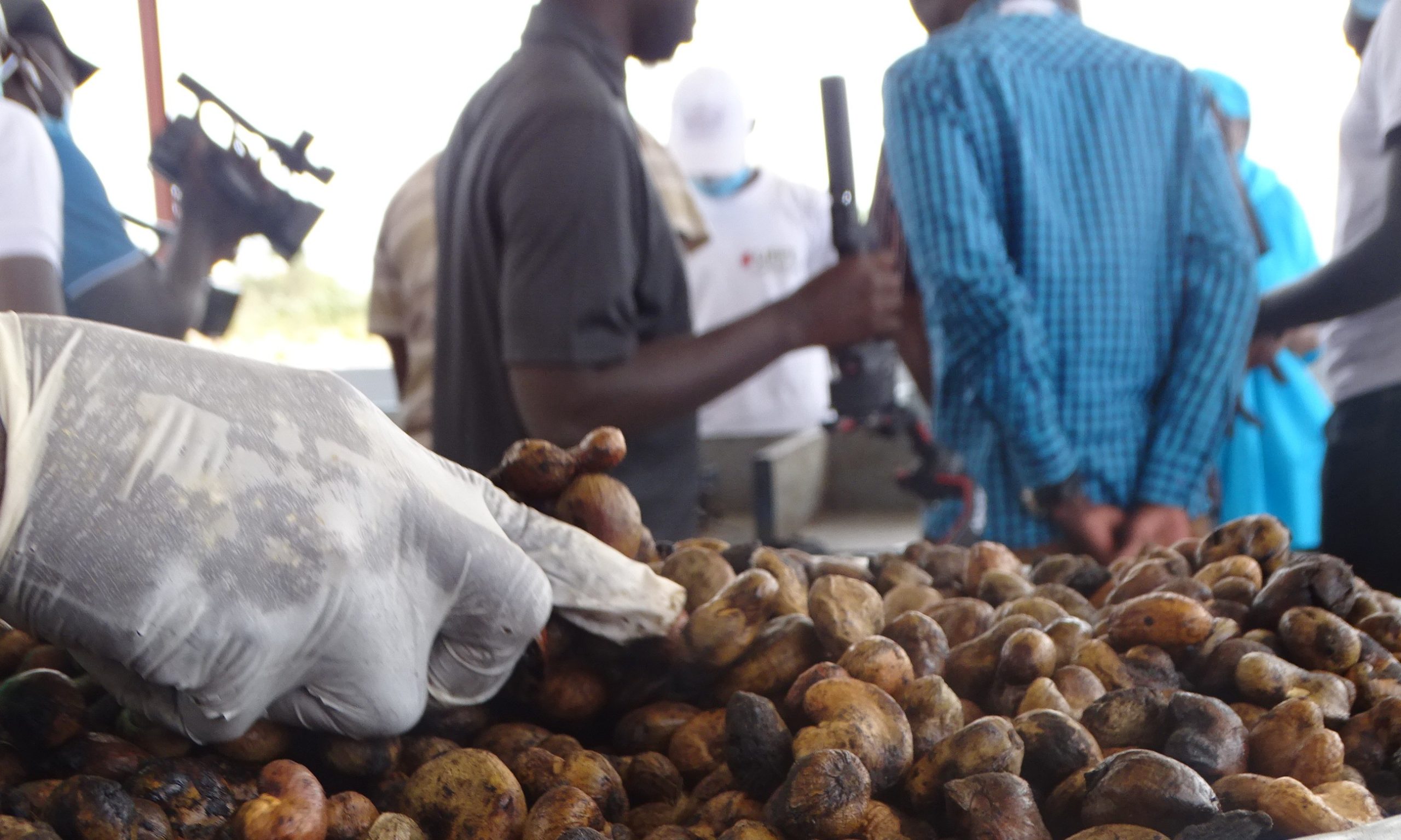 Cooperatives in Senegal - LIFFT Cashew Project