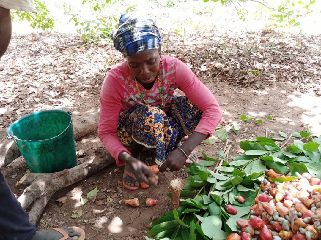 Improving agricultural techniques of cashew nuts