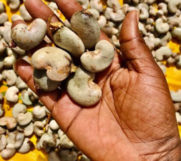 Raw cashew nuts - Cashew nut farmer and processor - Lifft-Cashew Project - Shelter For Life International