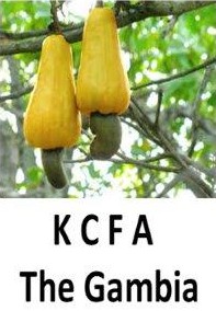 KCFA - Kombo Cashew Farmers Association