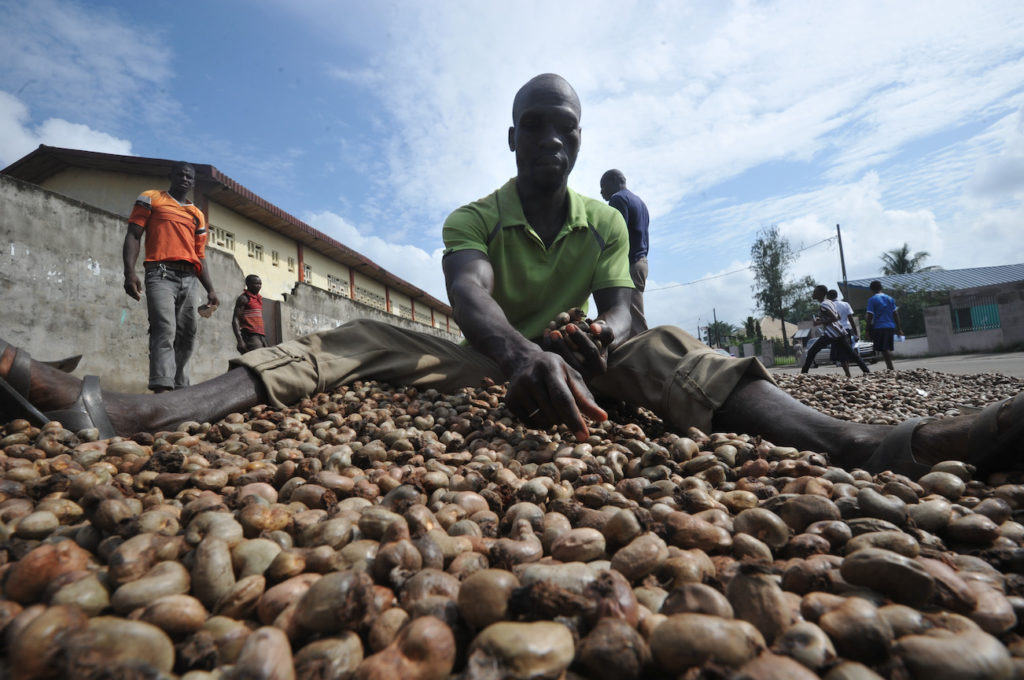 Launch Of The 2022 Cashew Nut Campaign Lifft Cashew Project