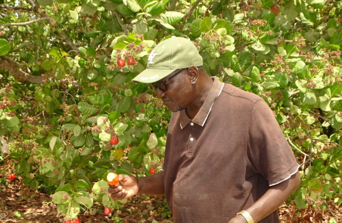 Cashew Organic Certification