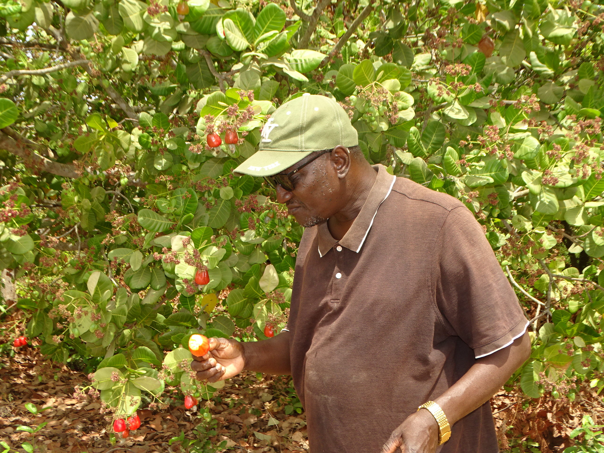 Cashew Organic Certification