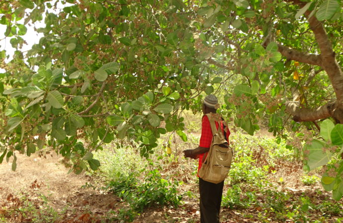 Cashew Producer