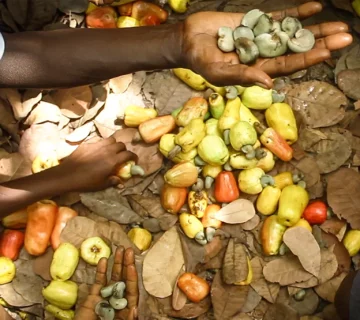 LIFFT Cashew Guinea Bissau