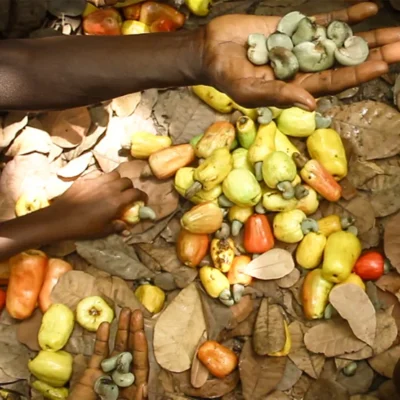 LIFFT Cashew Guinea Bissau