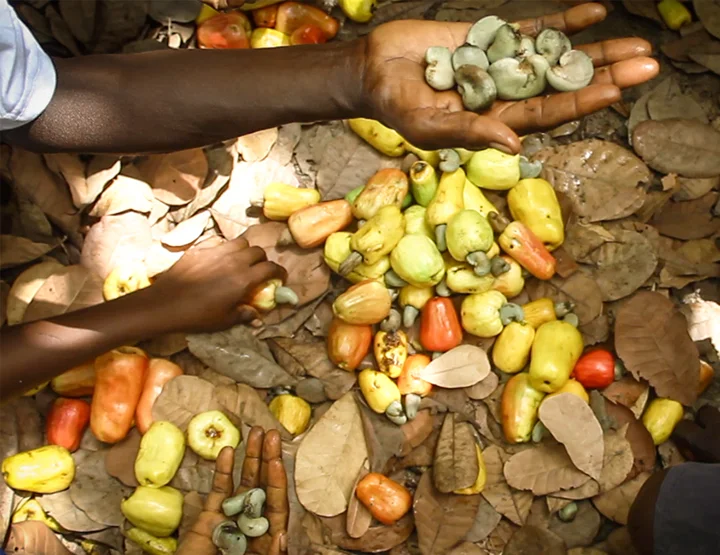 LIFFT Cashew Guinea Bissau