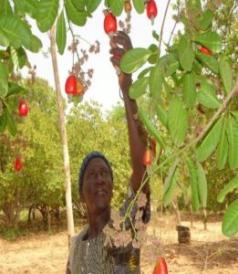 Ismaila Djiba president of the Ajac Lukaal cooperative. Photo credit Boubacar Diatta of Shelter For Life