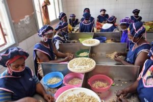 Photo 4: An SFL partner processor, SCPL Factory Senegal, women peeling cashew kernel photo taken by Pape Mor of SCPL