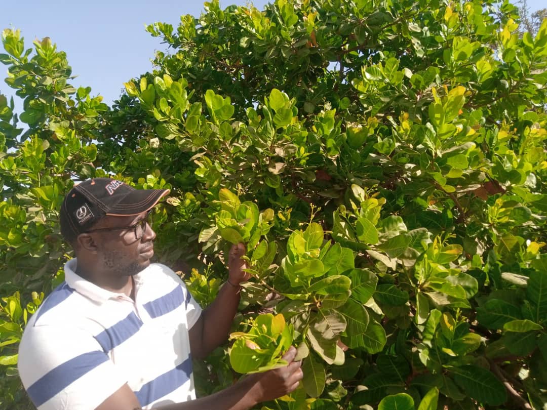 LIFFT-Cashew Project in Senegal, Gambia and Guinea-Bissau