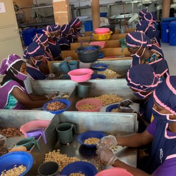 Cashew processors